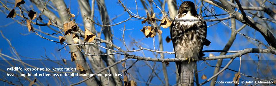 Wildlife Response to Restoration