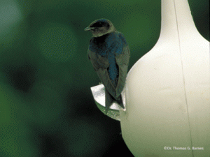 western purple martin