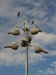 purple martin gourd rack