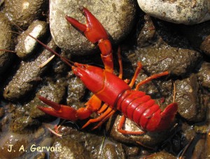 live_crayfish_website