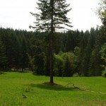 Old Peak Road Meadow, City of Corvallis Watershed, Benton County, Oreogn